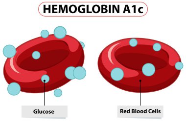 Glikoz ve kırmızı kan hücrelerinin etkileşimi