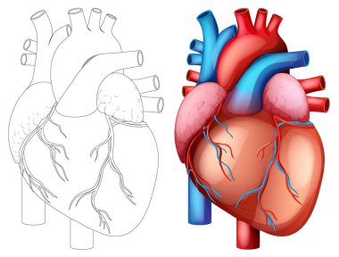 Canlı renkleri ve karmaşık detayları olan bir insan kalbinin gerçekçi ve anatomik çizimi