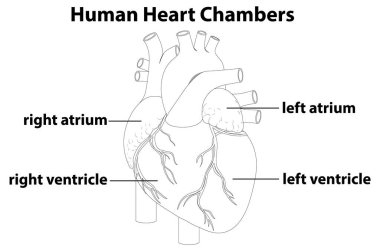 Etiketli parçalarla insan kalp odalarının vektör çizimi. Siyah ve beyaz çizgi sanatı, eğitici ve anatomik odaklanma