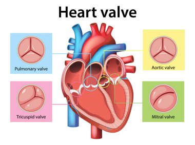 Etiketli kalp kapakçıklarının renkli vektör çizimi. Enine kesitte aort, mitral, akciğer ve triküspid kapakçıkları içerir.
