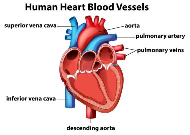 Etiketlenmiş kan damarlarıyla insan kalp anatomisinin vektör çizimi, ayrıntılı yapı ve canlı renkler sergileniyor
