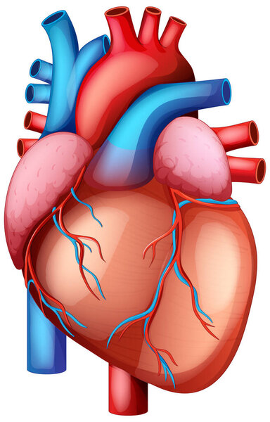 Реалистичная векторная иллюстрация человеческого сердца с яркими красками и сложными анатомическими деталями, идеально подходящая для образовательных целей