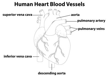 İnsan kalp anatomisinin etiketli kan damarlarıyla vektör çizimi. Monokrom biçimi yapısal detayları ve eğitimsel berraklığı vurguluyor