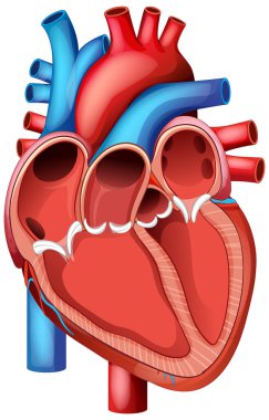Canlı renkleri ve net detayları olan, iç yapıları vurgulayan, insan kalbinin anatomik olarak doğru çizimi