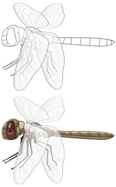 Detaylı anatomi ve şeffaf kanatlara sahip gerçekçi yusufçuk vektörü, hem renkli hem de ana hatlı versiyonları sergiliyor