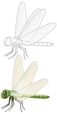 Vektör çizimi, şeffaf kanatlı yeşil bir yusufçuk gösteriyor. Ayrıntılı ayrıntıları vurgulayarak hem özet hem de renkli versiyonları içerir