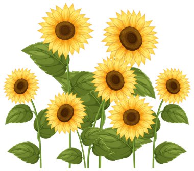 Detaylı taç yaprakları ve yemyeşil yaprakları olan parlak ayçiçekleri temiz vektör tarzında, çeşitli tasarım projeleri için mükemmel.