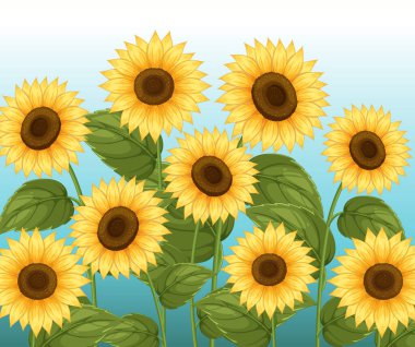 Gür yeşil yaprakları ile parlak ayçiçekleri gradyan mavi bir arka plan karşı, canlı ve neşeli bir kompozisyon sergiliyor