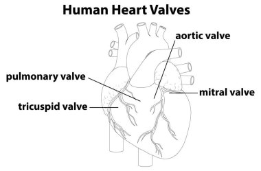 Etiketli insan kalp kapakçıklarının tasviri, açık ve eğitici bir şekilde anatomik yapıyı gösteriyor