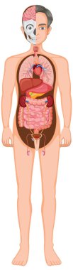 İnsan anatomisinin ayrıntılı vektör çizimi iç organları açık etiketleme ve eğitim amaçlı canlı renkler ile göstermektedir