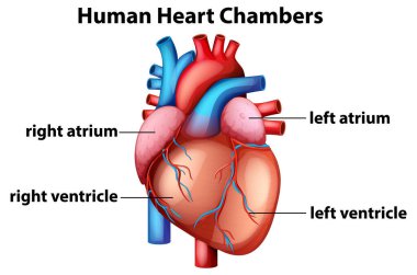 Etiketli atria ve ventriküllerle insan kalp odalarının renkli vektör çizimi, anatomik ayrıntıları ve canlı renkleri vurguluyor