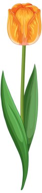 Canlı, yeşil yaprakları olan, zarif sadeliğini ve canlı renklerini sergileyen turuncu lalenin ayrıntılı vektör çizimi