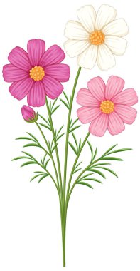Kozmos çiçeklerinin canlı renkleri ve narin çizgi çalışmaları, botanik zarafeti ve doğal güzelliği gösteren ayrıntılı vektör çizimi