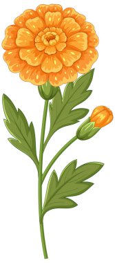 Yeşillik yaprakları ve tomurcuklanan bir çiçeğin ayrıntılı vektör çizimi