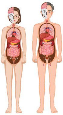 İç organları olan kadın ve erkek anatomisinin vektör çizimi. Etiketli bölümler ve canlı renklerle net, eğitici biçim