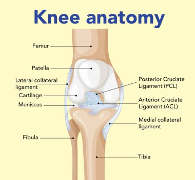 Etiketli diz anatomisinin vektör çizimi. Eğitim ve tıbbi kullanım için uygun net, bilgilendirici tasarım