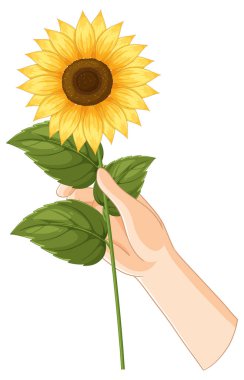 Detaylı yapraklı parlak bir ayçiçeğini tutan, canlı renkler ve temiz çizgiler gösteren bir elin vektör çizimi