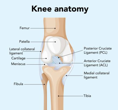 Diz anatomisinin etiketli kısımları, açık ve eğitici bir şekilde bağları ve kemikleri gösteriyor.
