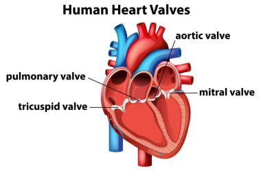 İnsan kalp kapakçıklarının anatomik tasviri etiketli bölümler ve eğitim amaçlı canlı renkler