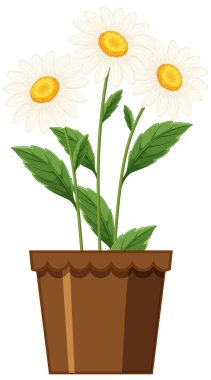 Kahverengi bir tencerede yeşil yapraklı üç papatyanın vektör çizimi. Temiz, parlak bir stili olan basit kompozisyon