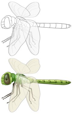 Karmaşık yusufçuk çizimi ayrıntılı anatomi ve canlı renkler sergiliyor, hem ana hatları hem de doldurulmuş stilleri vurguluyor
