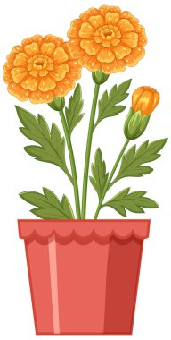 Terakotta kabında yeşil yaprakları olan parlak kadife çiçekleri. Canlı renkleri ve temiz çizgileri olan ayrıntılı vektör illüstrasyonuName