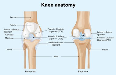 Diz anatomisi tasviri. Etiketli bağlar ve kemikler. Açık ve eğitici bir şekilde ön ve arka görünüm