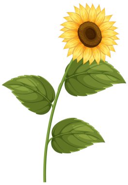 Detaylı taç yaprakları ve yemyeşil yaprakları olan parlak ayçiçeği. Canlı renkleri ve net bileşimi olan temiz vektör biçimi