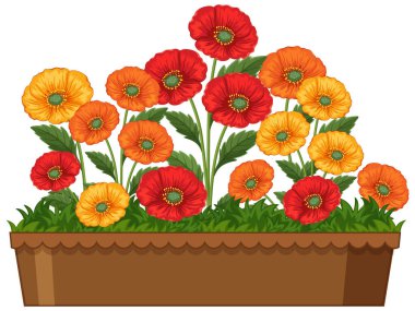 Çiçekli renkli gelincikler, canlı kırmızı ve turuncu renkler sergiliyorlar. Temiz, parlak bir stile sahip ayrıntılı vektör çizimi