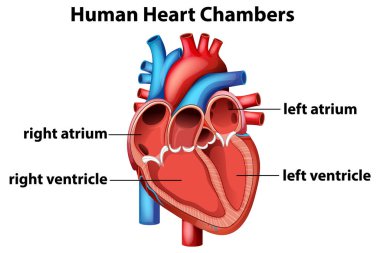 Etiketli atria ve ventrikülleri olan insan kalp odalarının anatomik vektör çizimi, canlı renkler ve açık etiketleme