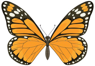 Detaylı kanat desenleri ve canlı turuncu renkleri olan, simetri ve zarafet gösteren bir kral kelebeğinin canlı vektör çizimi