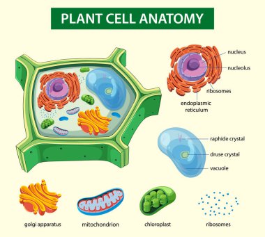 Etiketli organellerle bitki hücre anatomisinin vektör illüstrasyonu, canlı renkler ve eğitim amaçlı açık bileşim