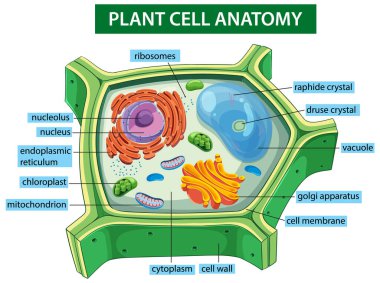 Etiketli organellerle bitki hücre anatomisinin renkli vektör çizimi, eğitici ve bilimsel ayrıntılar gösteriliyor