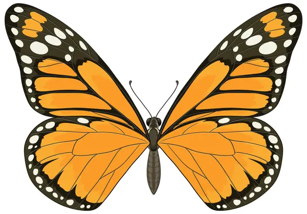 Detaylı kanat desenleri ve canlı turuncu renkleri olan, simetri ve zarafet gösteren bir kral kelebeğinin canlı vektör çizimi
