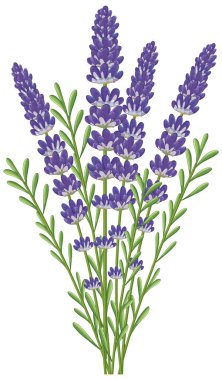 Canlı mor çiçekleri ve yemyeşil sapları olan, botanik zarafeti sergilenen lavanta desenli bir lavanta deseni.