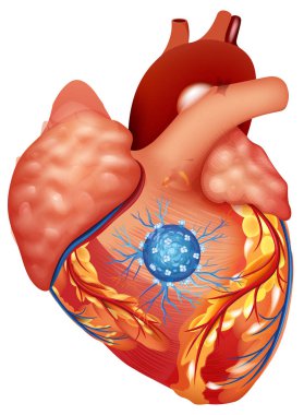 Canlı renkleri ve karmaşık anatomik detayları olan, damarları ve atardamarları vurgulayan insan kalbinin gerçekçi bir temsili.