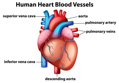 İnsan kalp anatomisinin etiketli kan damarlarıyla renklendirilmiş vektör çizimi gerçekçi bir tarzda anahtar yapıları vurguluyor