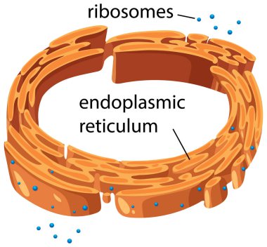 Ribozomlarla endoplazmik retikulumun yapısını vurgulayan vektör illüstrasyonu, açık etiketler ve canlı renkler içeriyor