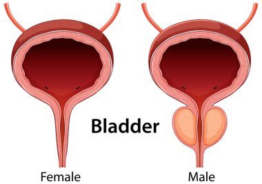 Erkek ve kadın mesane anatomisinin detaylı vektör çizimi, temiz etiketler ve canlı renklerle yapısal farklılıkları vurguluyor