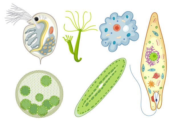 Detailed vector illustration of various microorganisms in vibrant colors, showcasing diverse shapes and structures with a scientific focus