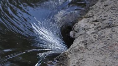 Ormandaki kayaların üzerinden akan akarsu