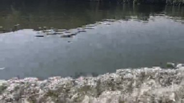 Dinamik dalgalanmalar ve sıçramalarla su yüzeyi dizisi.