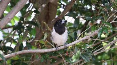 Saksağan yeşil bir ağacın dallarında hareket ediyor.
