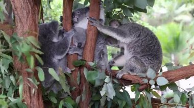Koala doğal ortamdaki ağaçla etkileşim halindedir.
