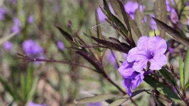 Bahçedeki mor çiçeklerin yakın çekimi