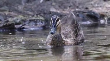 Ördek süsleme ve doğal bir havuzda banyo.