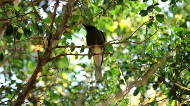 Kuş, yemyeşil yaprakların arasından manevra yapar.