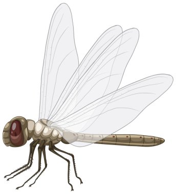 Şeffaf kanatları, karmaşık detayları ve nötr renkleri olan gerçekçi yusufçuk vektörü. Eğitici ve dekoratif amaçlar için mükemmel