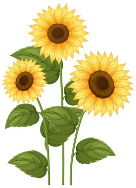 Detaylı taç yaprakları ve yaprakları olan üç ayçiçeğinin parlak vektör çizimi, canlı renkler ve doğal bir bileşim sergiliyor.