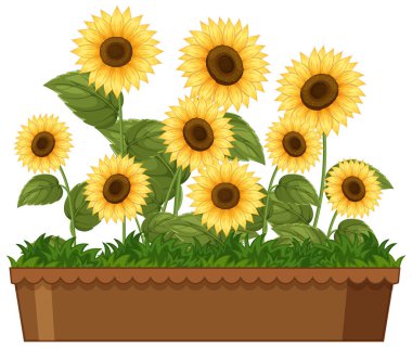 Kahverengi bir bitkinin içinde yemyeşil yaprakları olan parlak ayçiçekleri. Neşeli ve doğal estetik bir vektör illüstrasyonu